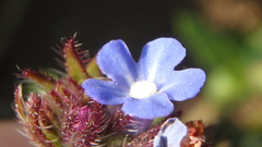 Anchusa arvensis orientalis