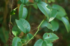 Zanthoxylum nitidum