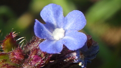 Anchusa arvensis orientalis
