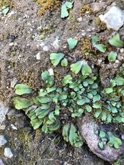 Targionia hypophylla