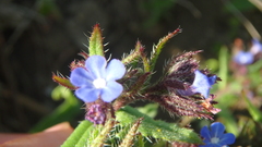 Anchusa arvensis orientalis