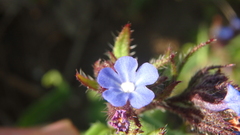 Anchusa arvensis orientalis