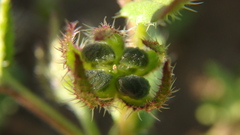 Anchusa arvensis orientalis
