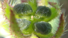 Anchusa arvensis orientalis