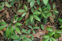 Melicope pteleifolia