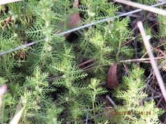 Proserpinaca pectinata