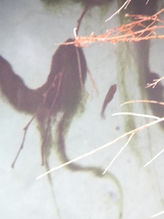 Cyprinodon nevadensis mionectes