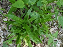 Careyanae