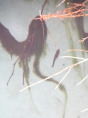 Cyprinodon nevadensis mionectes