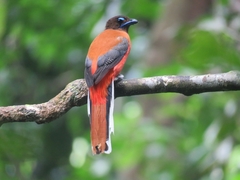 Harpactes duvaucelii