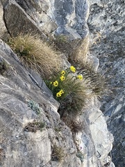 Alyssoides utriculata