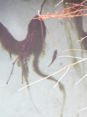 Cyprinodon nevadensis mionectes