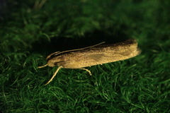 Helcystogramma