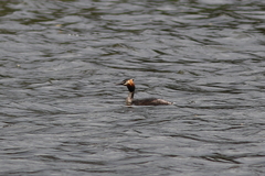 Podiceps cristatus