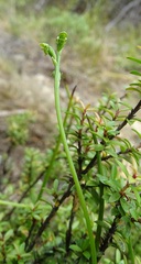 Microtis oligantha