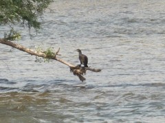 Phalacrocorax carbo