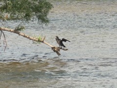 Phalacrocorax carbo