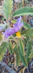 Solanum elaeagnifolium