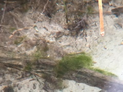 Cyprinodon nevadensis mionectes