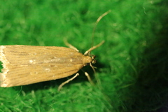 Helcystogramma triannulella