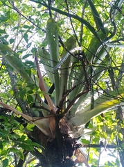 Aechmea bracteata