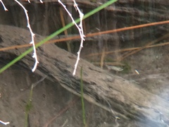 Cyprinodon nevadensis mionectes