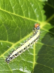 Uresiphita maorialis