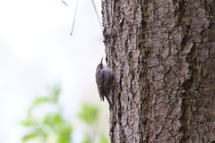 Certhia brachydactyla