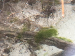 Cyprinodon nevadensis mionectes