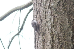 Certhia brachydactyla