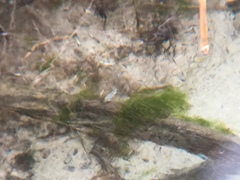 Cyprinodon nevadensis mionectes