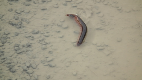 Zinophora punctata