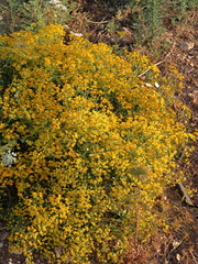 Haplophyllum buxbaumii