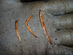Nestegis montana