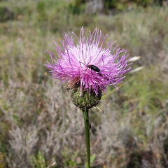 Klasea flavescens mucronata