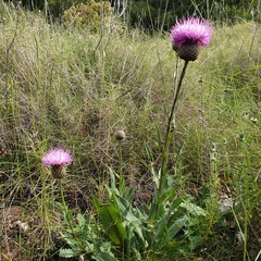 Klasea flavescens mucronata