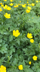 Ranunculus repens