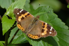 Vanessa indica pholoe