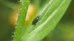 Plagiognathus yomogi