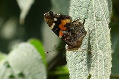 Vanessa indica pholoe