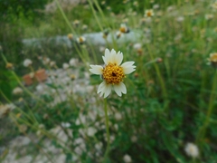 Tridax procumbens