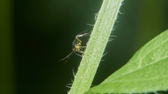 Plagiognathus yomogi