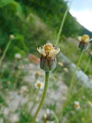 Tridax procumbens