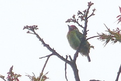 Psilopogon malabaricus