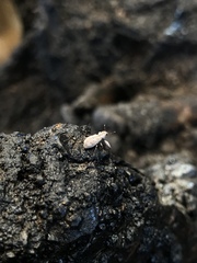 Pandeleteius defectus