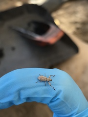 Pandeleteius defectus