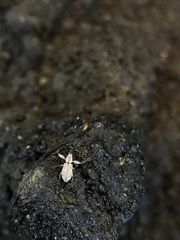 Pandeleteius defectus