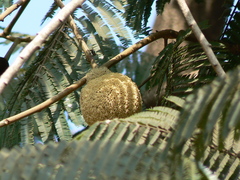 Parkia biglandulosa