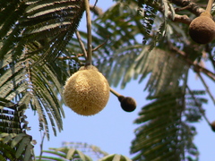 Parkia biglandulosa