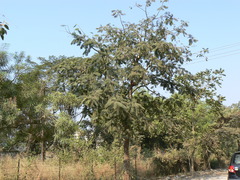 Parkia biglandulosa